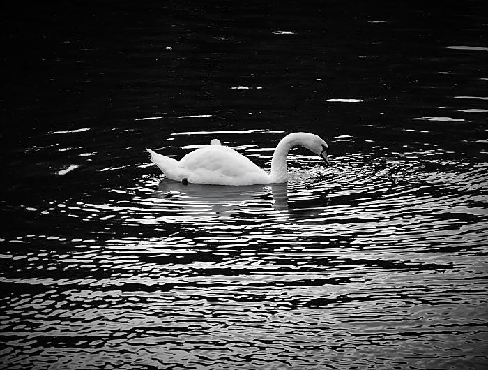 Mute Swan Stratford on Avon