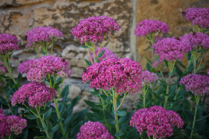 Red Valerian